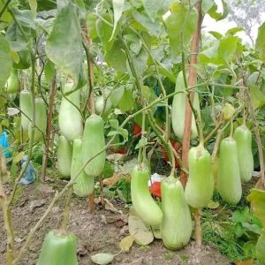 হাইব্রিড কোয়ালিটি কেজি বেগুন